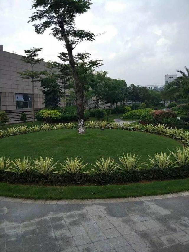 长征娱乐绿化工程-龙岗国宝造币厂绿化养护项目